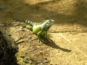 AY! The dragon iguana!