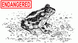SpadeFoot Toad