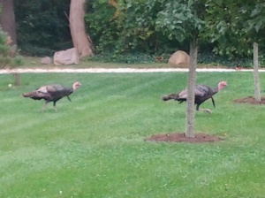 We would have eaten these two turkeys that walked through our yard also it we weren't so full!